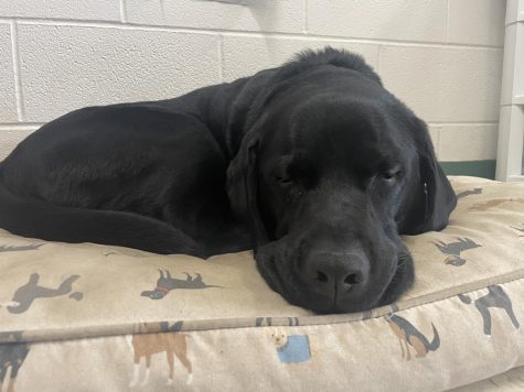 Ruger spends part of his day resting on his bed in Rm. 1059.